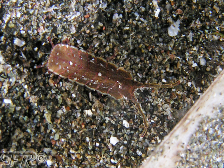 idoteidae da identificare